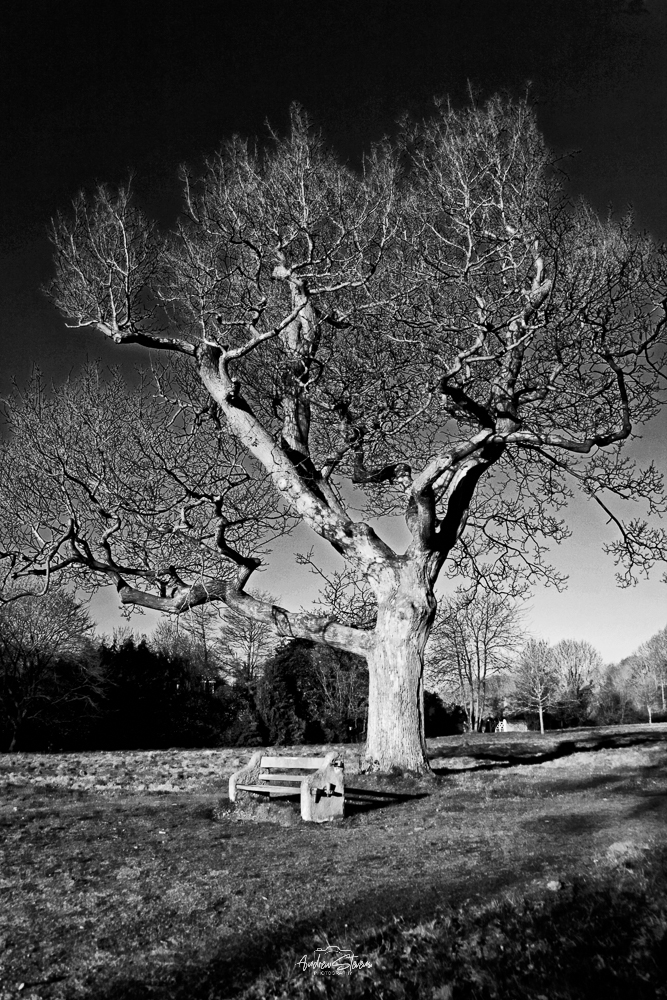 Tree & Bench
